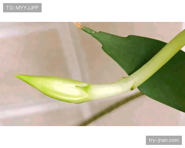 帕尔默的高光表现能否持续，还是只是昙花一现？